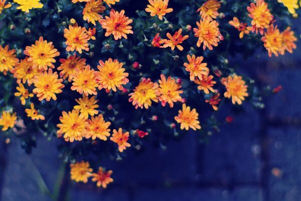 Foto von orangefarbenen kleinen schönen Blumen