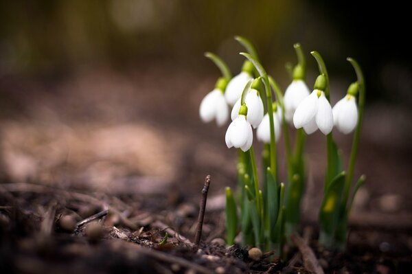 Early spring photo of snowdrops