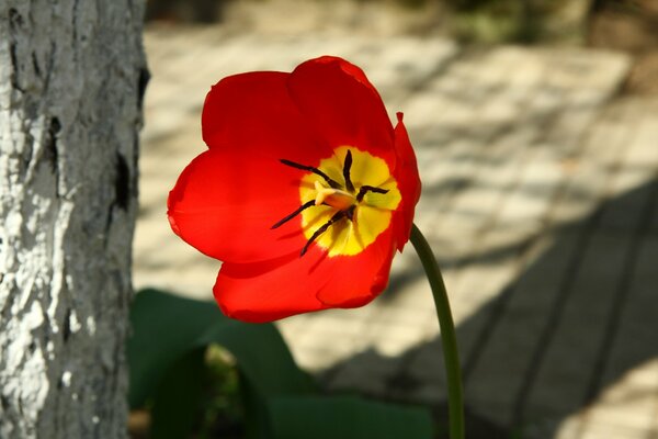 Rote Tulpe auf einem Spaziergang im Dorf