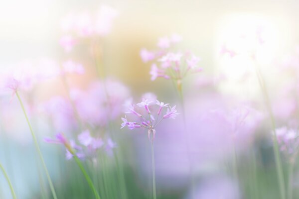 Delicate flowers on a blurry background