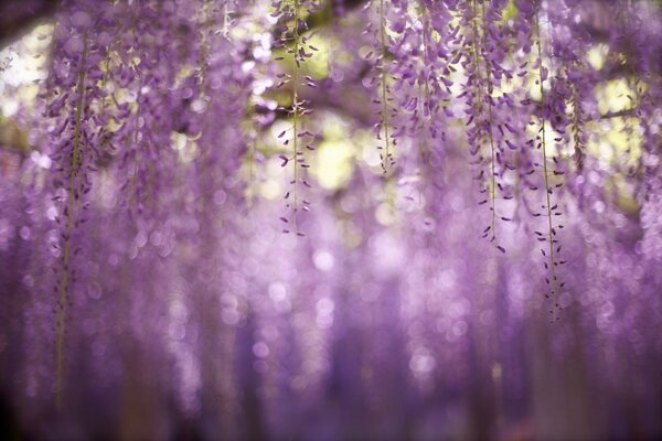 Purple flowers hanging from a tree