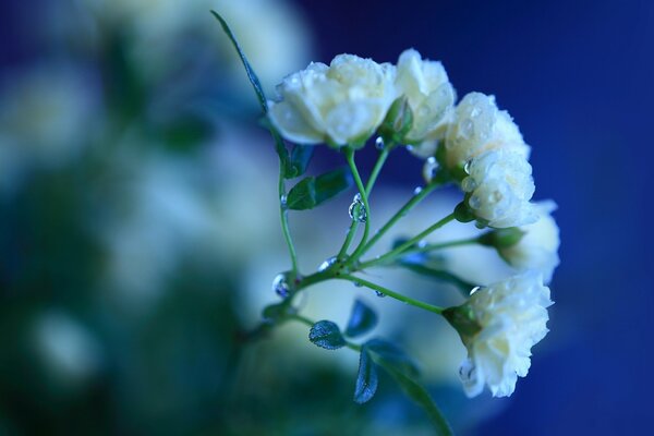 Rose bianche in gocce di rugiada