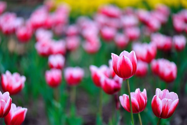 Campo di tulipani con petali rosa, sfocatura