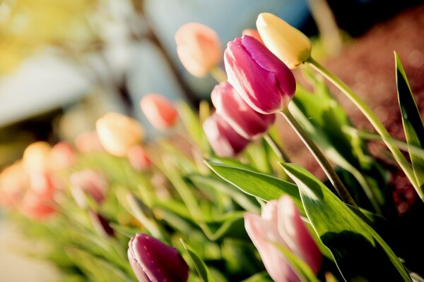 Tulipani in fiore in estate