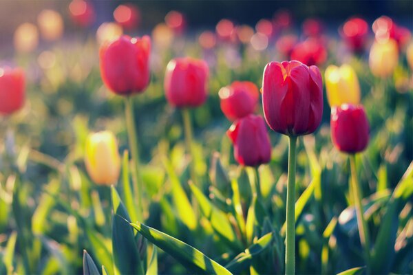 Pole tulipanów # czerwone#żółte # płatki#rozmycie#pasemka