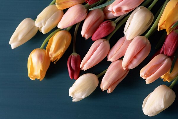 Tulipes multicolores en haute qualité