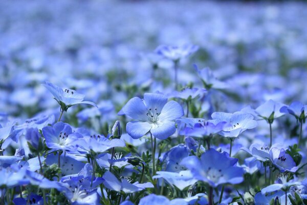 Blaue Farben im Sommer auf der Lichtung