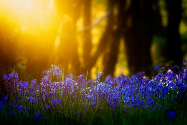 Bellissimi fiori blu illuminati dai raggi del sole