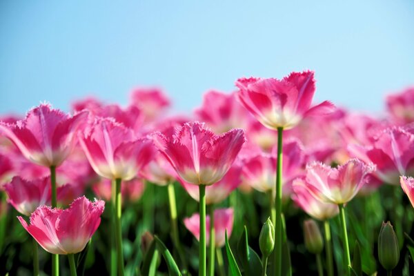 Rows of pink tulips in spring