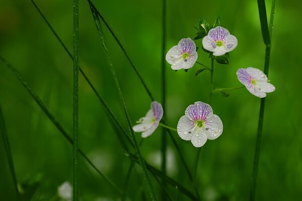 Summer flowers in the rain