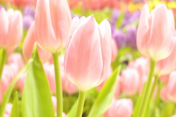 Tulipes roses dans le jardin au printemps