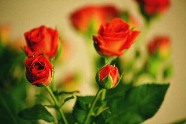 Capullos de rosas rojas cerrados