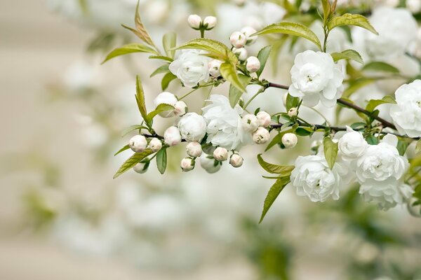 Zweig der weißen Blüten mit grünem Laub