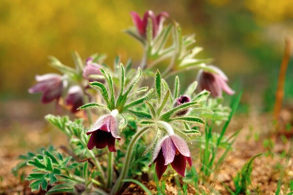 Purple flowers on the ground