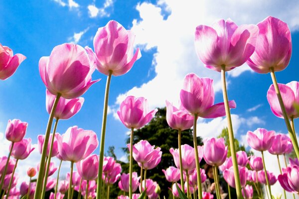 Pink Tulips against the sky