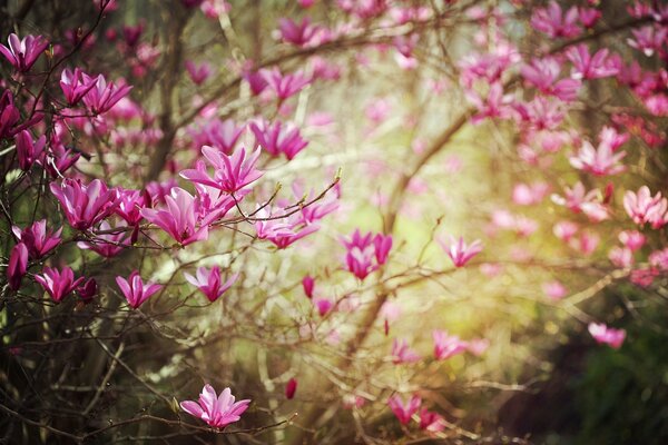 Die Blüte der Magnolienblüten an den Zweigen im Frühling
