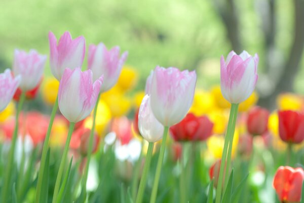 Zarte Blumen am Morgen im Blumenbeet