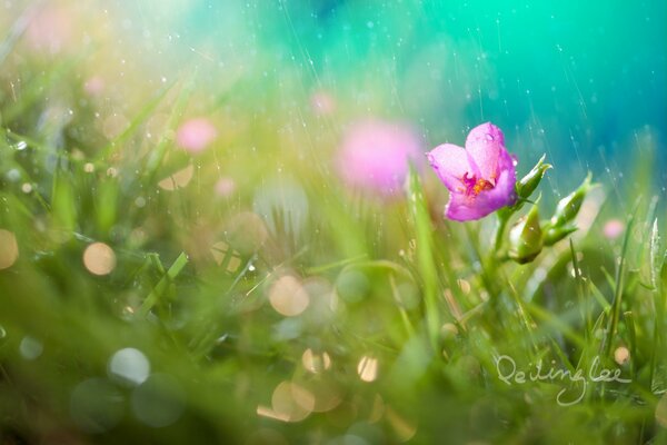 Różowy kwiat w trawie w letnim deszczu