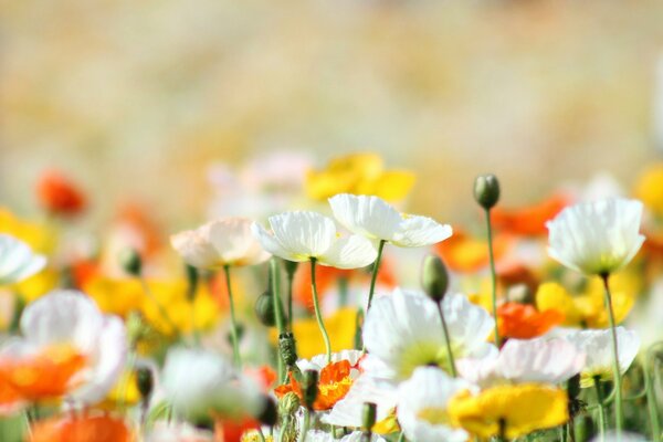 Beaucoup de fleurs multicolores sous le soleil