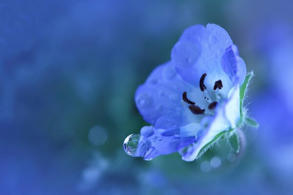 Flor azul con gotas de agua