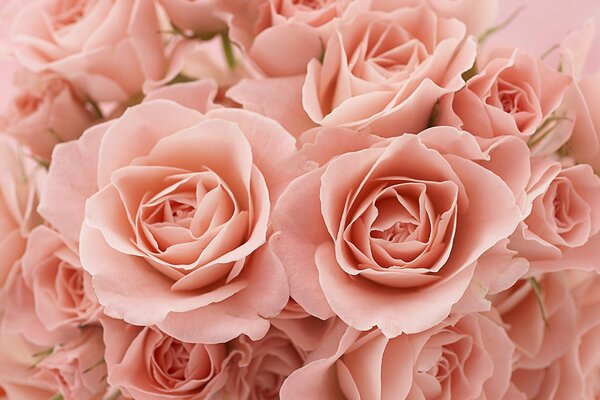 Pink rosebuds in a bouquet