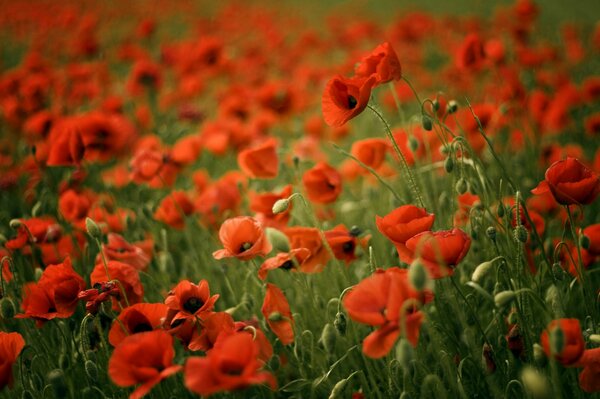 Campo de amapolas rojas