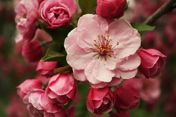 Kwitnąca gałąź jabłoni makro na wiosnę