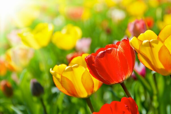 Jasne tulipany wygrzewają się w słońcu