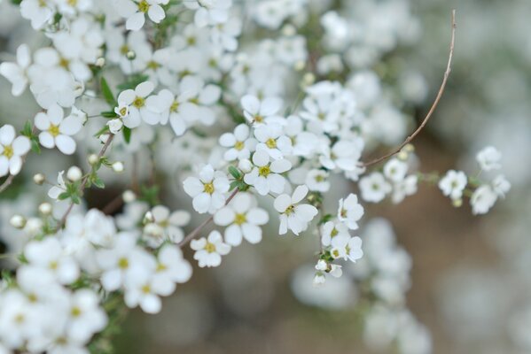 Photo of beautiful simple white flowers on a branch