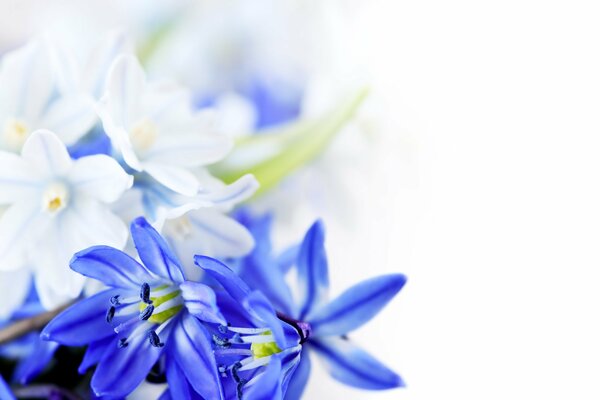 Niebieskie i białe kwiaty do 8 marca