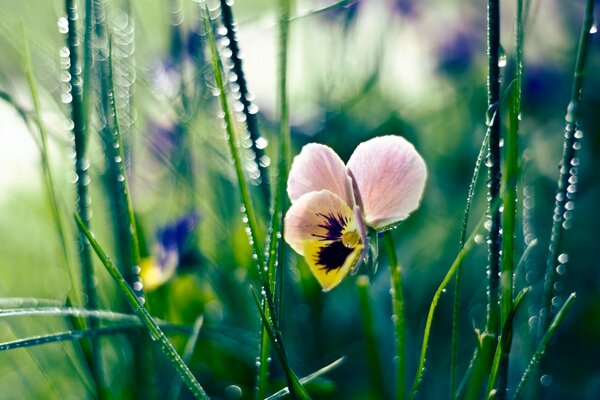 Flower pansies with dew drops in the grass