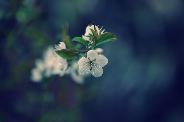 Flor de cerezo de primavera