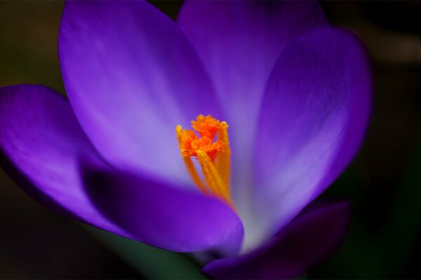 Foto macro del fiore del croco viola