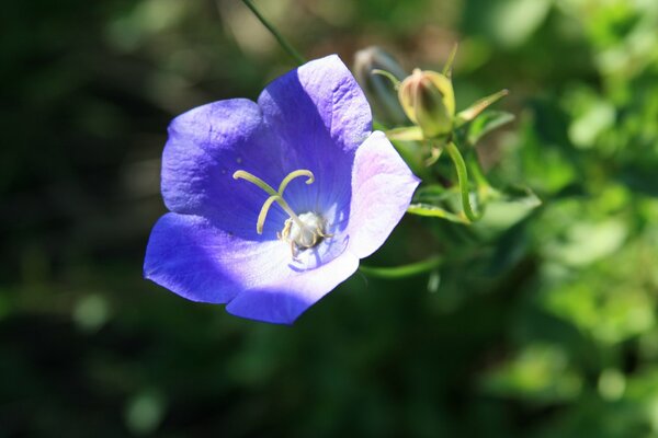 Cloche bleue dans le jardin rustique