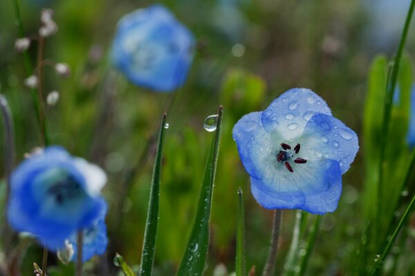 Fili d erba blu di fiori naturali con gocce di pioggia