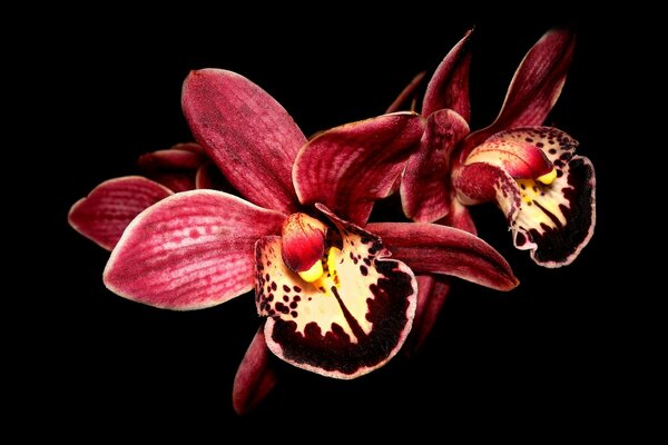 Hermosa orquídea rosa sobre fondo negro