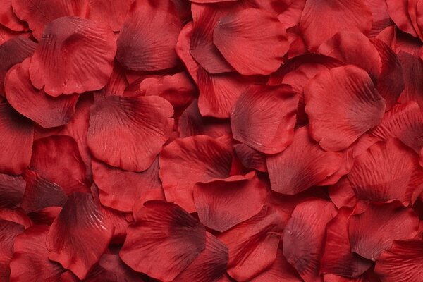 Photo of red rose petals