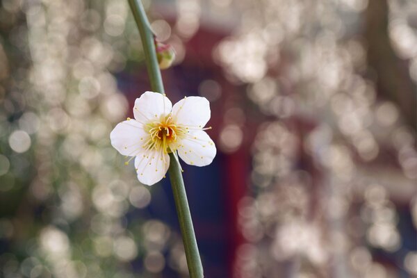 Fiore bianco, Macro, sfocatura