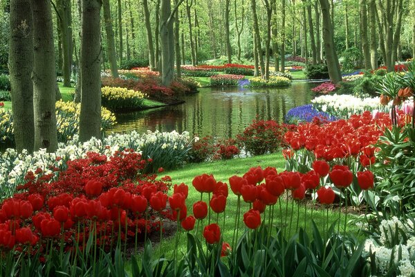 Jardín de tulipanes en los países bajos