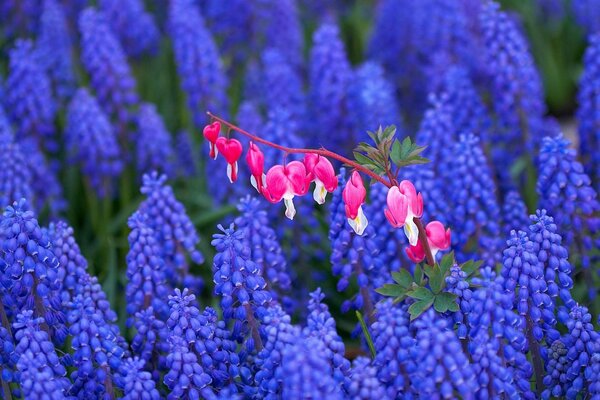 Fiori di campo lilla e rosa