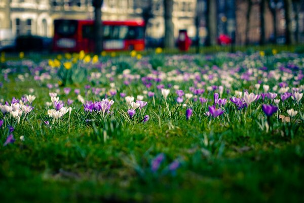 Flores en una ciudad en un claro en Londres