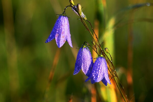 Campanas azules con gotas de agua