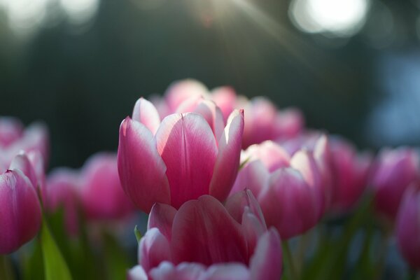 Pink tulips illuminated by the rays of the sun