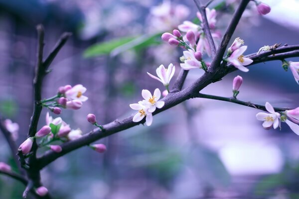 Zweig der blühenden Kirschblüte auf verschwommenem Hintergrund