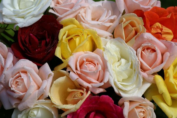 Muchos brotes de rosas multicolores