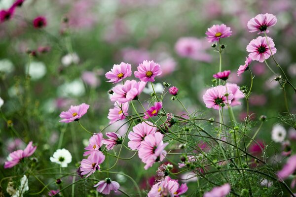 Rosa Kosmea auf einer grünen Wiese