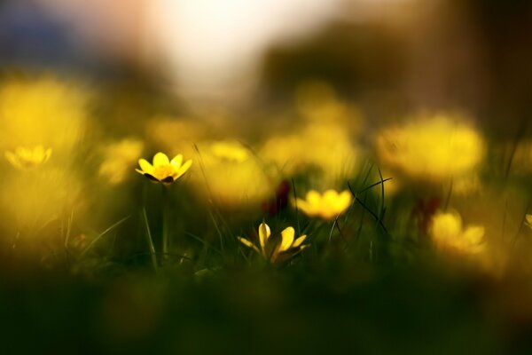 Yellow celandine flowers in the bokeh effect