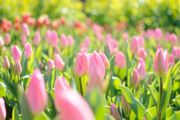 Spring fields of pink tulips