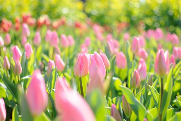 Champs de printemps de tulipes roses