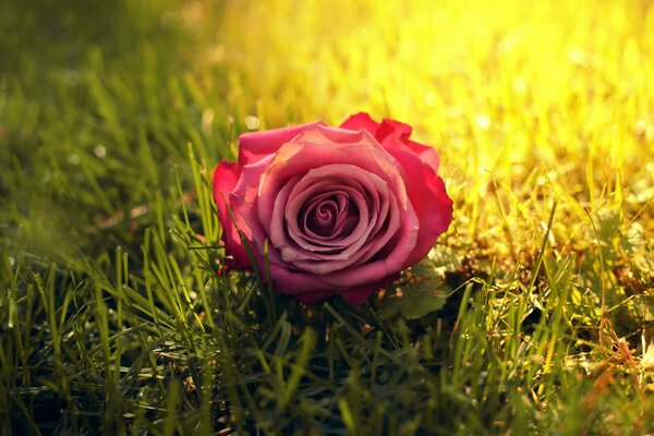 Фотография красивой розы на траве